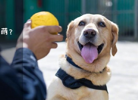 為了&ldquo;破冰&rdquo;，它們英勇無(wú)畏！