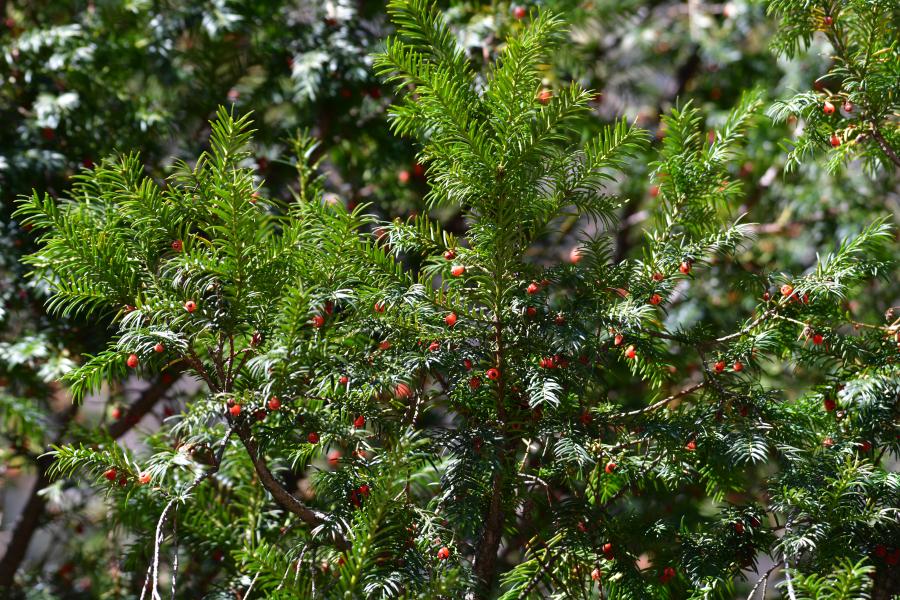 時隔40多年，我國再度發(fā)現(xiàn)珍稀瀕危植物密葉紅豆杉種群