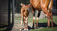 &ldquo;穿&rdquo;白條紋的小家伙