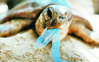 你隨手一扔，也許就毀掉它們的一生！