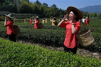 武夷山：&ldquo;喊山&rdquo;采茶
